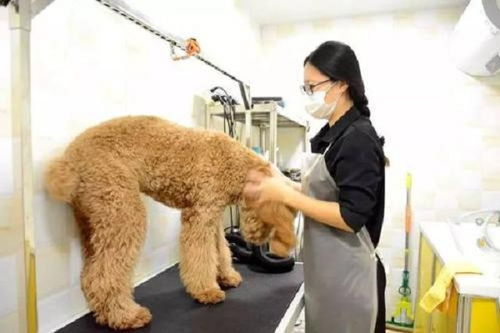 芭菲寵家寵物用品加盟費(fèi)多少錢 總投資17.8萬(wàn)元 加盟費(fèi)查詢網(wǎng)