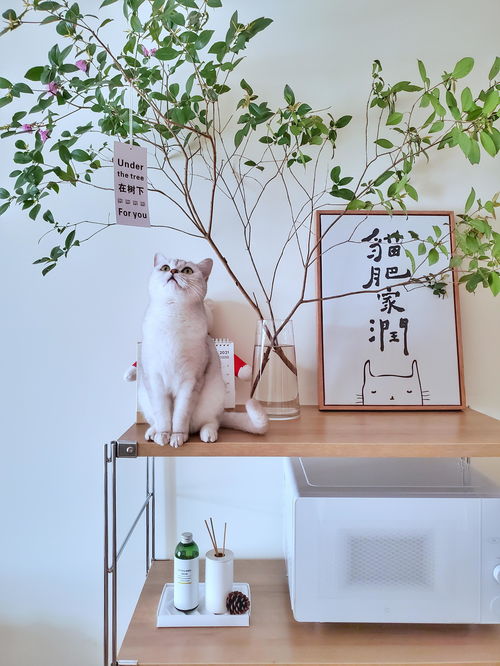 寵物用品如何收納？規劃整理師教你巧用寵物衣架