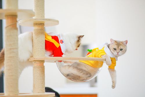 它經濟風潮下 從寵物鮮食到衣架，探索那些意想不到的新玩法